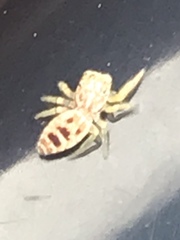 Hentzia