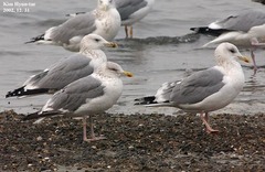Larus fuscus heuglini