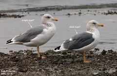 Larus fuscus heuglini