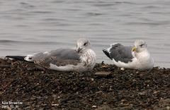 Larus fuscus heuglini
