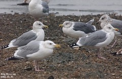 Larus fuscus heuglini
