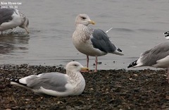 Larus fuscus heuglini