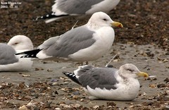 Larus fuscus heuglini