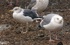 Larus fuscus heuglini