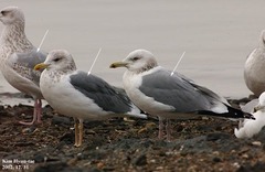 Larus fuscus heuglini