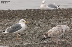Larus fuscus heuglini