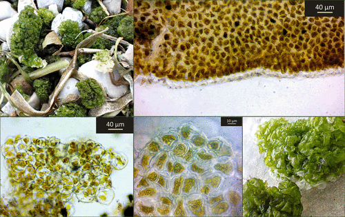 Representative image of Ulvellaceae