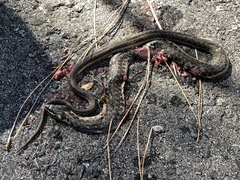 Thamnophis couchii