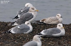 Larus fuscus heuglini