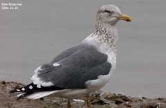 Larus fuscus heuglini