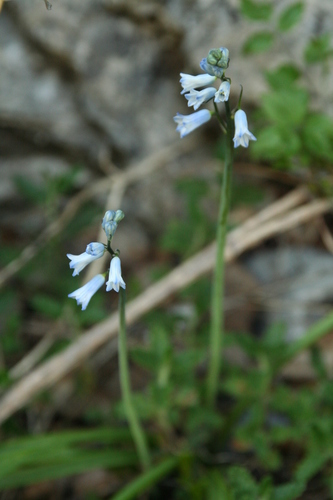 Pyrenean Bluebell (Brimeura amethystina) · iNaturalist