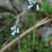 Pyrenean Bluebell - Photo (c) Wildlife Travel, some rights reserved (CC BY-NC-ND)