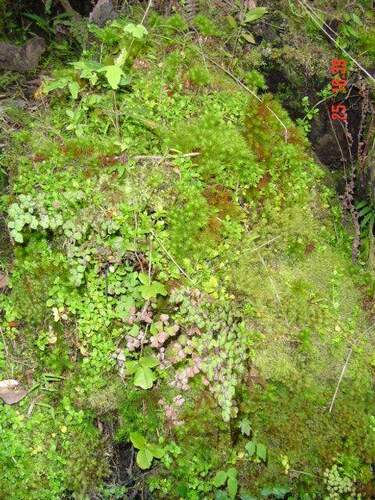 Image of Dendroligotrichum dendroides by (c) Cesar Ormazabal, some rights reserved (CC BY)