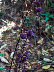 Sciaphila purpurea