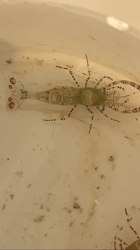 Photo of Spotted cleaner shrimp (Periclimenes yucatanicus)