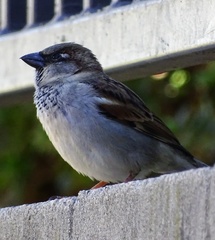 Passer domesticus