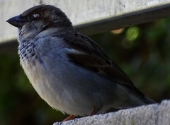 Passer domesticus