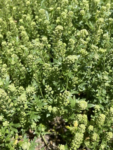 iNaturalist observation photo of Pepperweeds