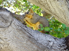 Sciurus niger