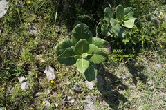 Asclepias notha