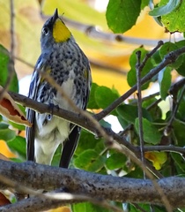 Setophaga coronata