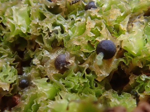 Image of Fossombronia caespitiformis by (c) Christian Berg, some rights reserved (CC BY)