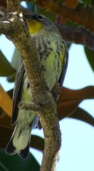 Setophaga coronata