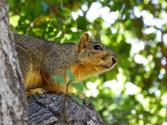 Sciurus niger