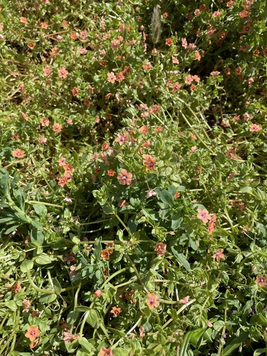 iNaturalist observation photo of scarlet pimpernel