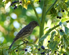Haemorhous mexicanus