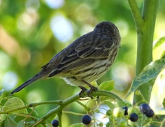 Haemorhous mexicanus