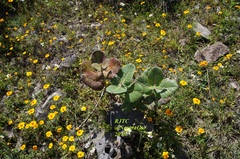 Asclepias notha