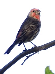 Haemorhous mexicanus