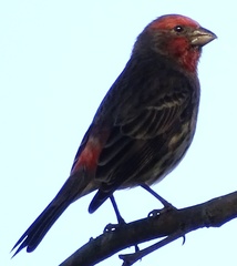 Haemorhous mexicanus