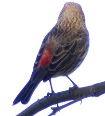 Haemorhous mexicanus