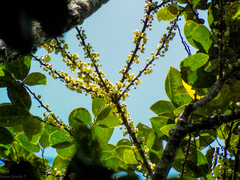 Pera arborea