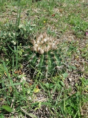Parodia mammulosa
