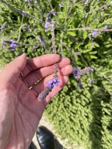 iNaturalist observation photo of western vervain