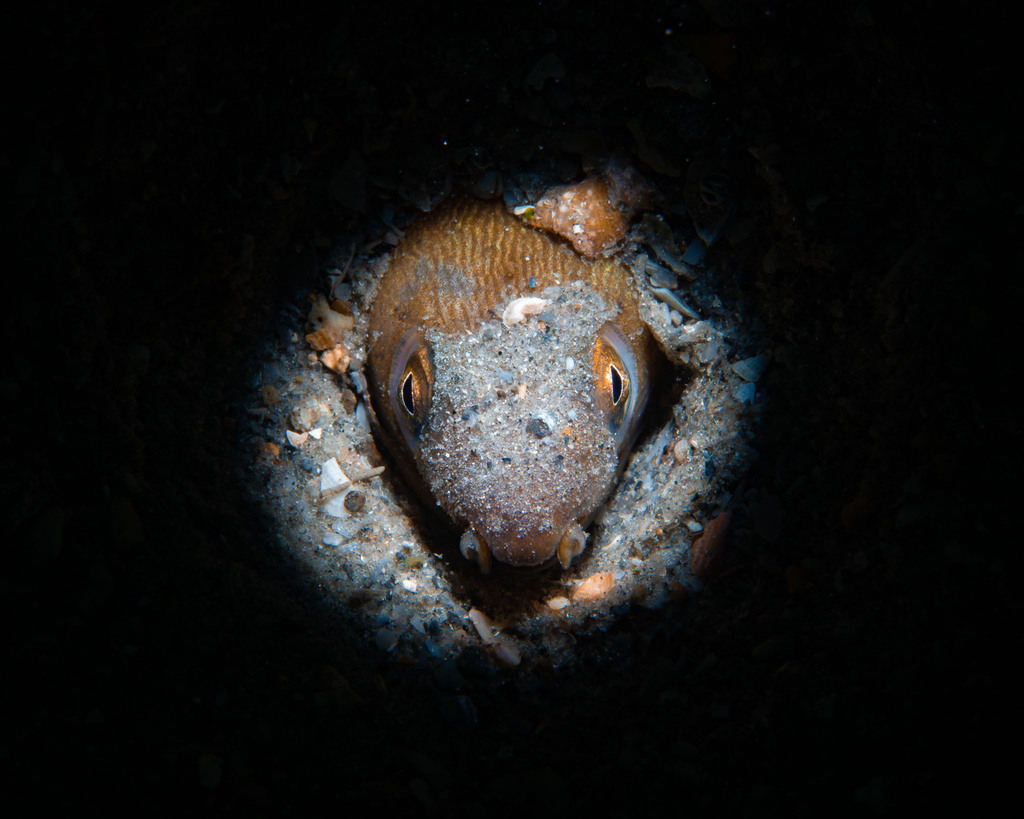Shrimp eel (Ophichthus gomesii) — Ophichthidae