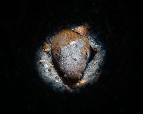 Shrimp eel (Ophichthus gomesii) — Ophichthidae