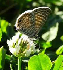 Leptotes marina
