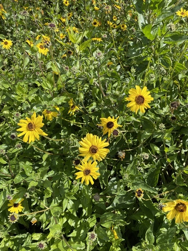 iNaturalist observation photo of California brittlebush