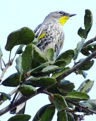 Setophaga coronata