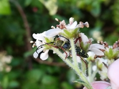 Ochraethes sulphurifer