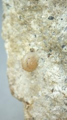 Vallonia pulchella