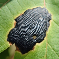 Rhytisma acerinum image