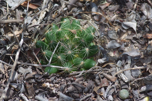 Mammillaria sphaerica