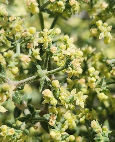 Image of Galium stellatum by no rights reserved