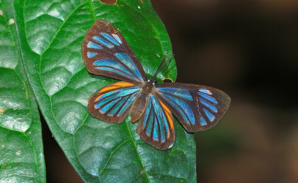 Pheles heliconides