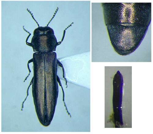 Agrilus albogularis